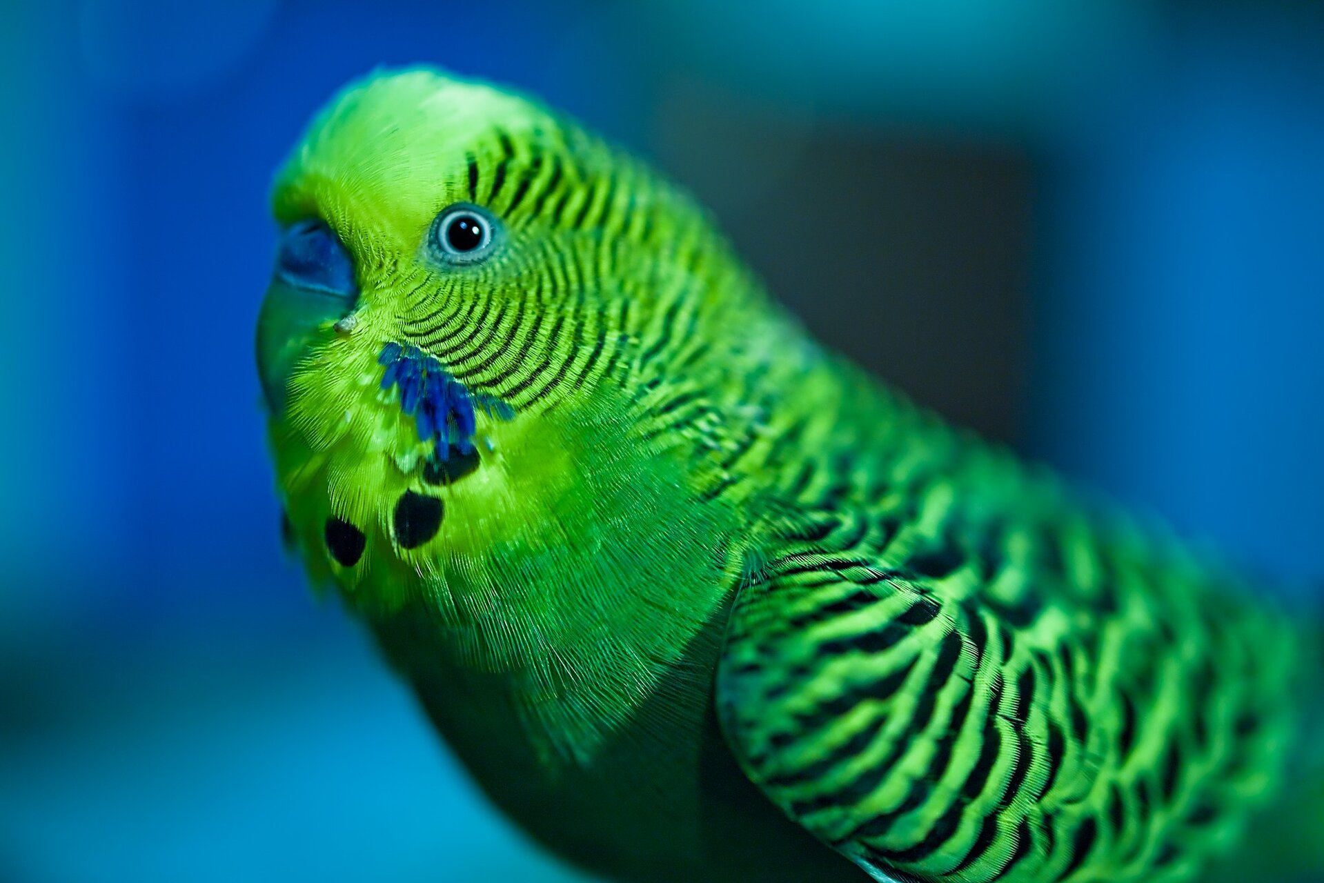 RIP Хари от Stoqn - fotocrop