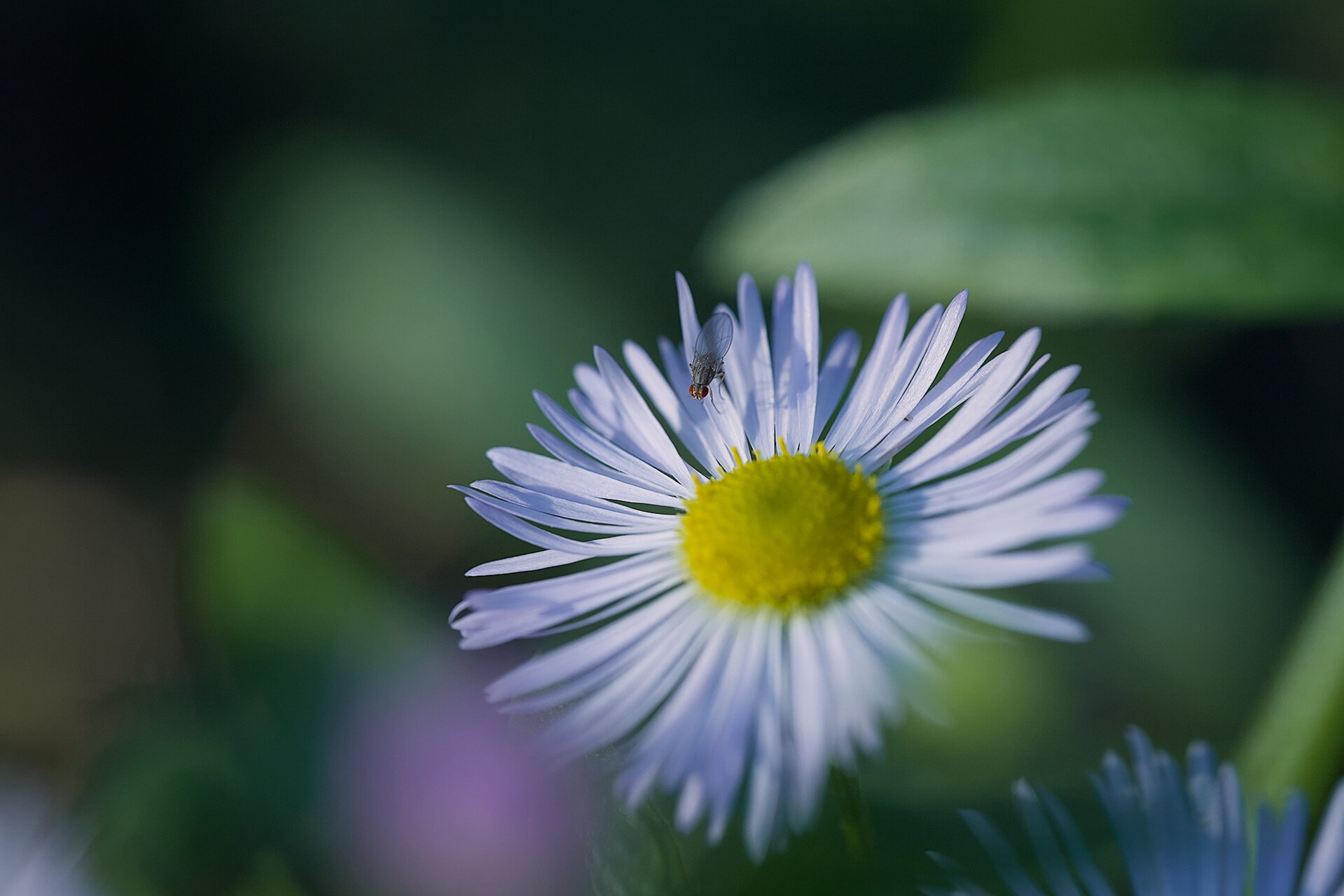 Цветя на двора от Stoqn - fotocrop