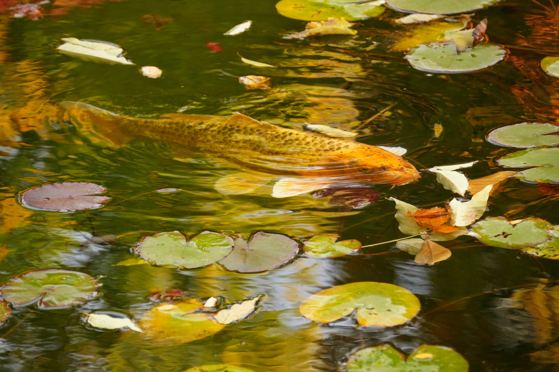 Златната рибка на желанията от Marina Nizamska - marinizam