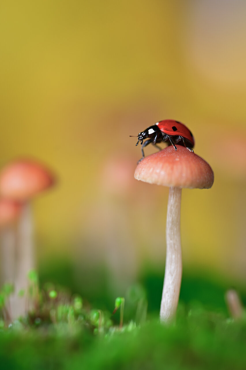  от Tsvetan Ganev - ceclii