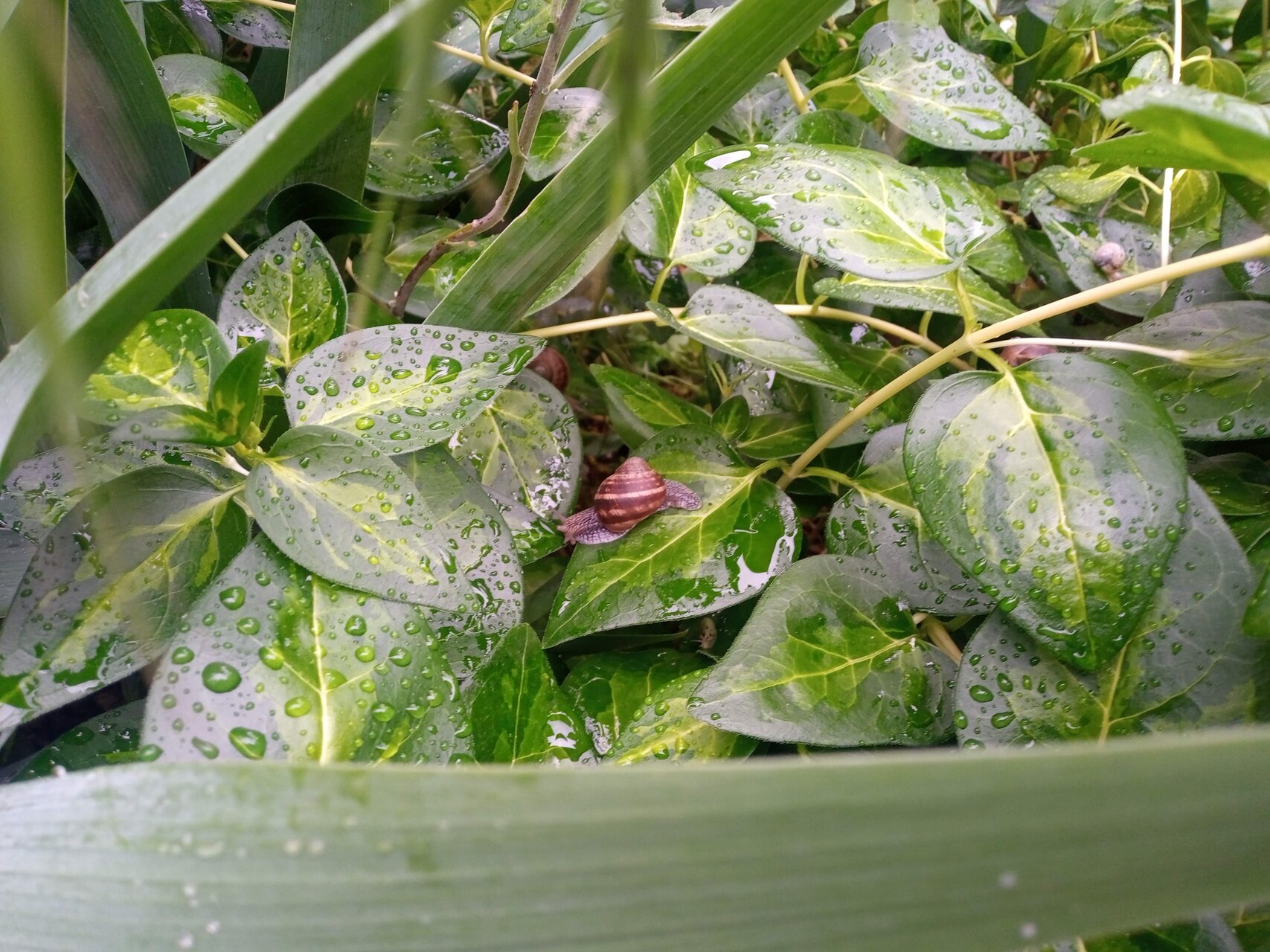 Свежо от Искра Георгиева - Славена