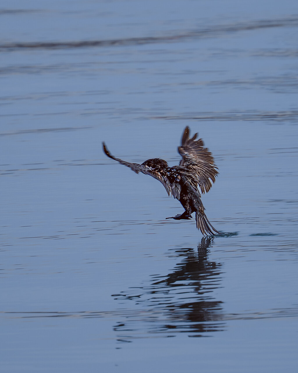 Приводняване. от Velimir Ivanov - chopar