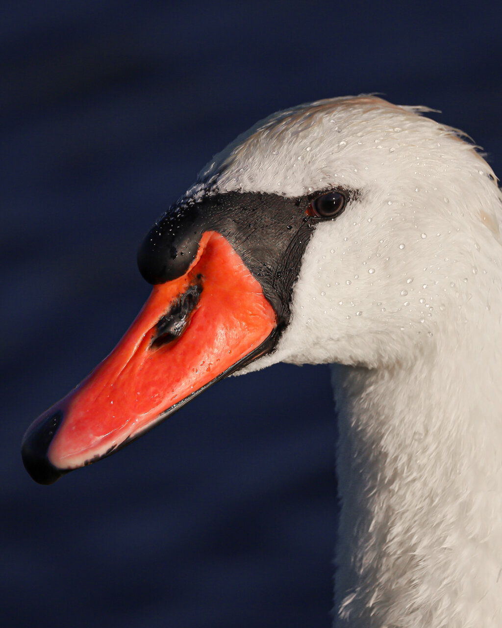  от Radina Pandourska - raditraveler