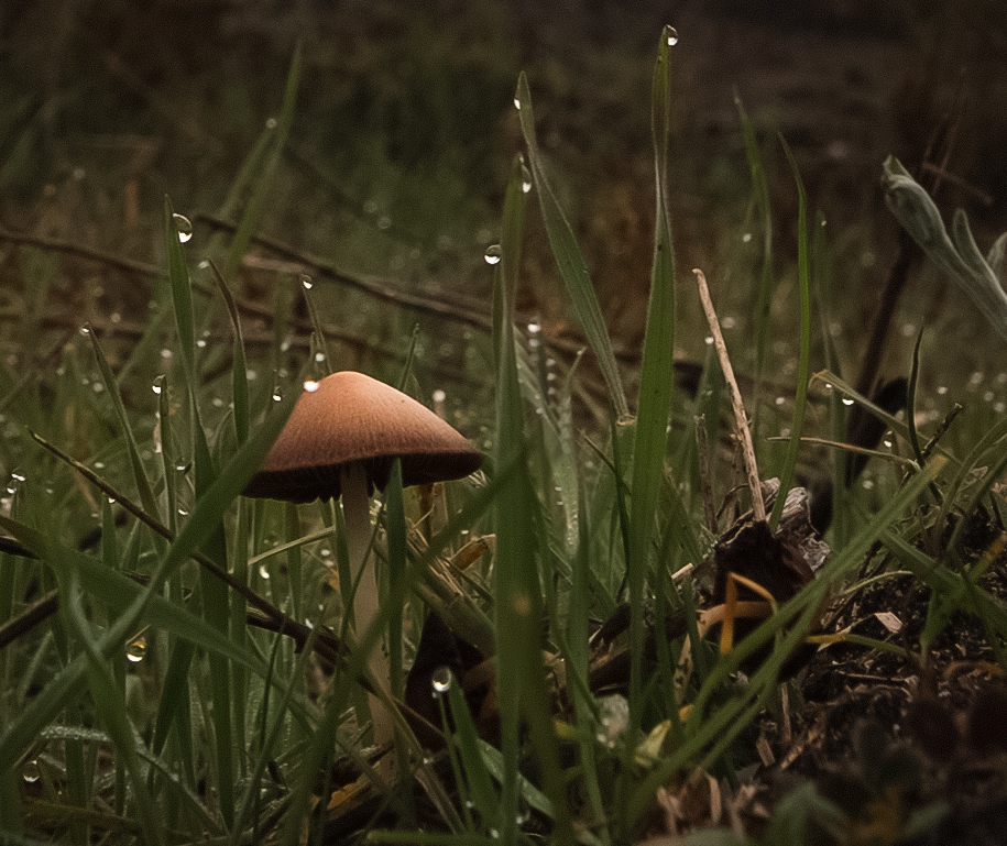 Росна гъба от Velimir Ivanov - chopar