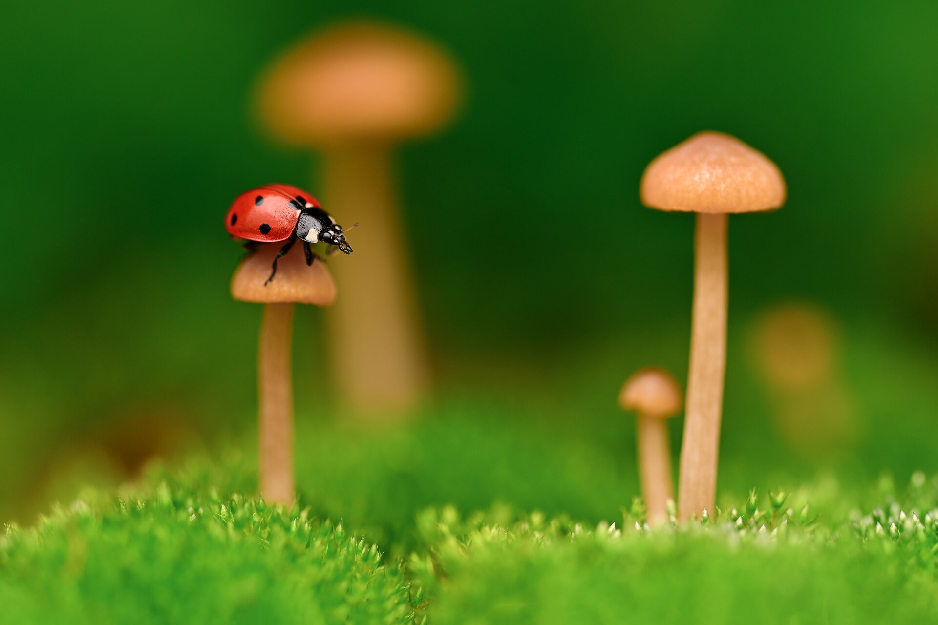  от Tsvetan Ganev - ceclii