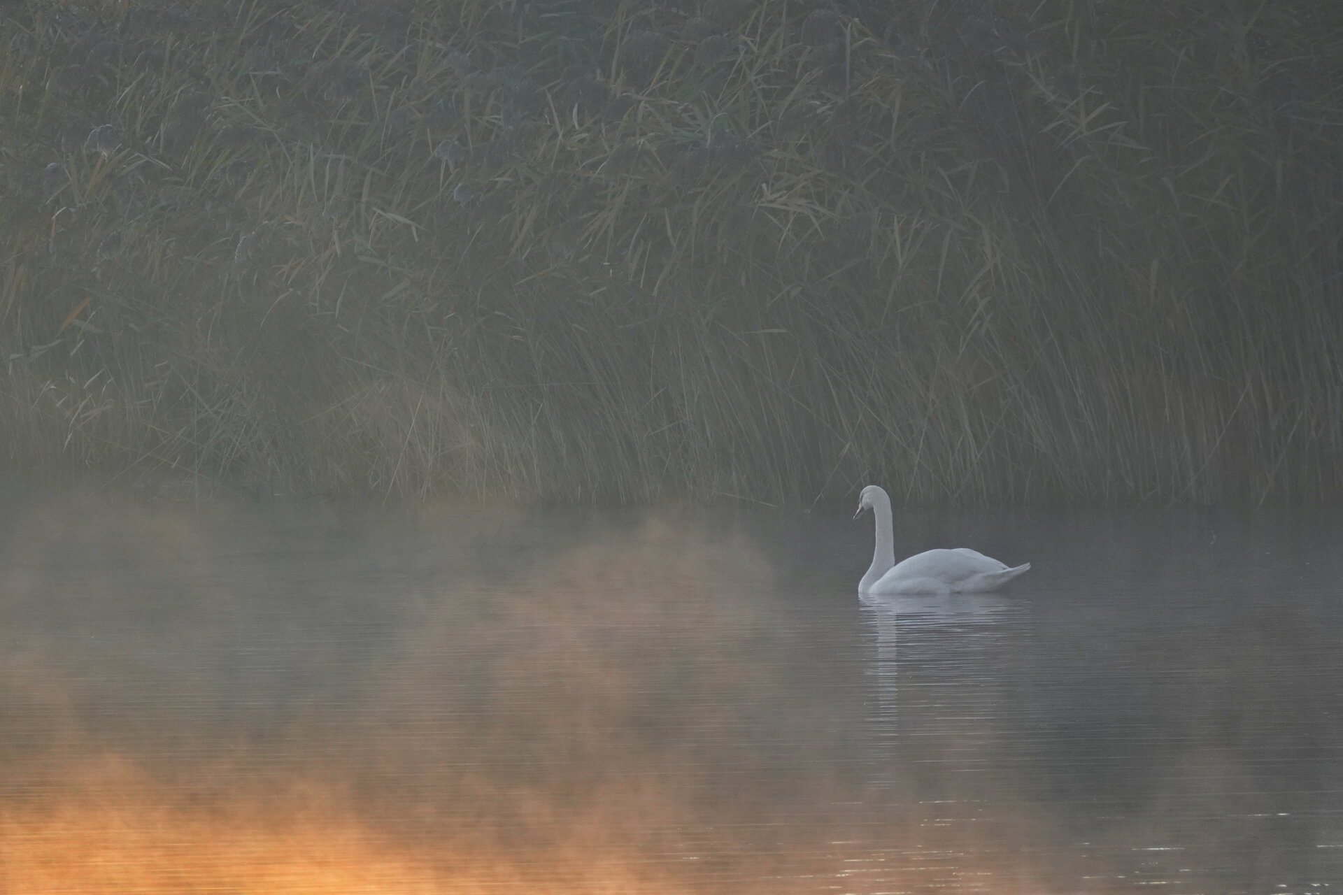 Утринно видение от Marina Nizamska - marinizam