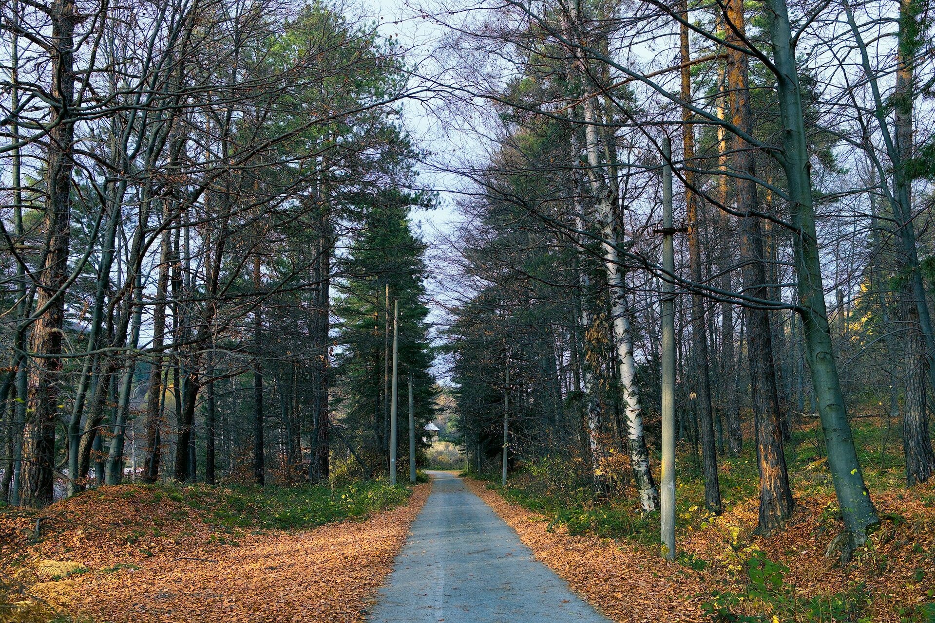 По пътя от Stoqn - fotocrop