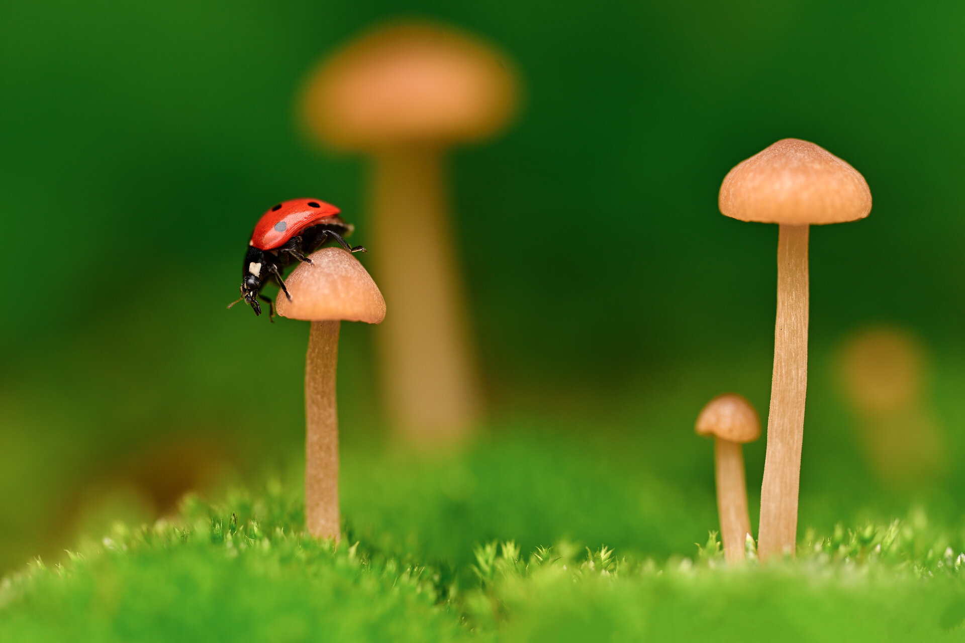  от Tsvetan Ganev - ceclii