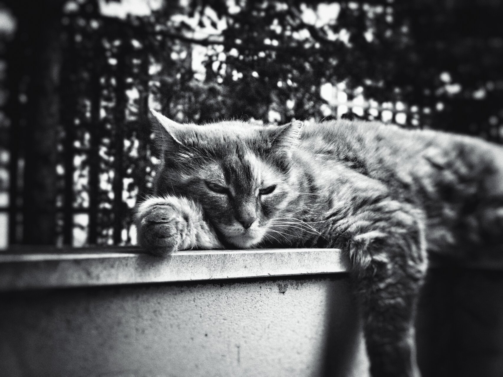 Спокойният звяр пак е звяр. от Owl Cat - KSI