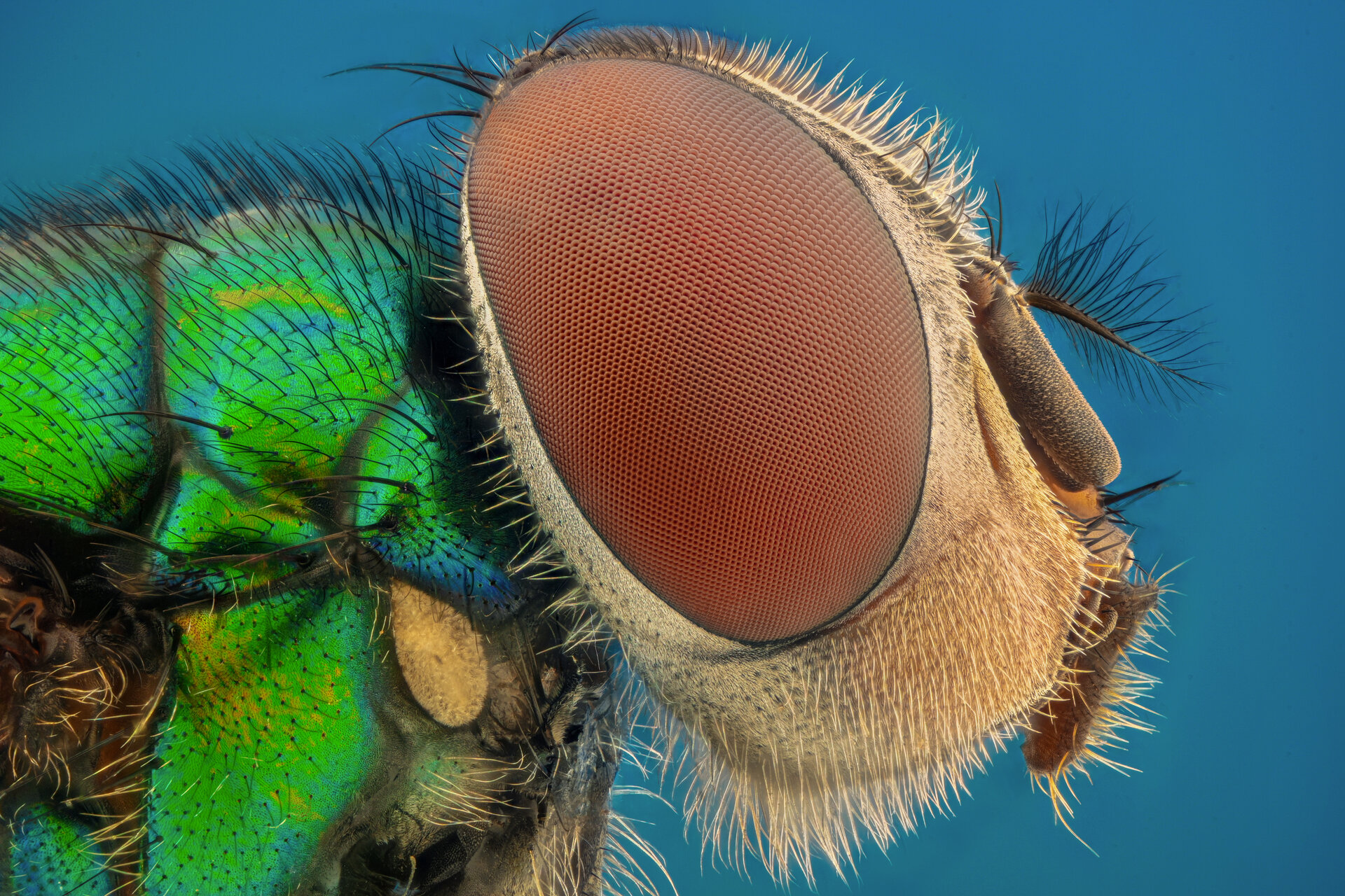  от Tsvetan Ganev - ceclii