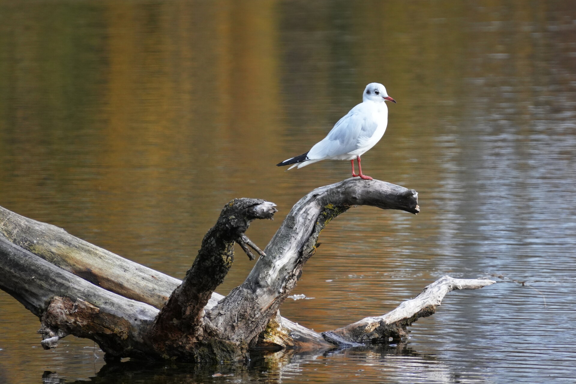 Белият наблюдател от Marina Nizamska - marinizam