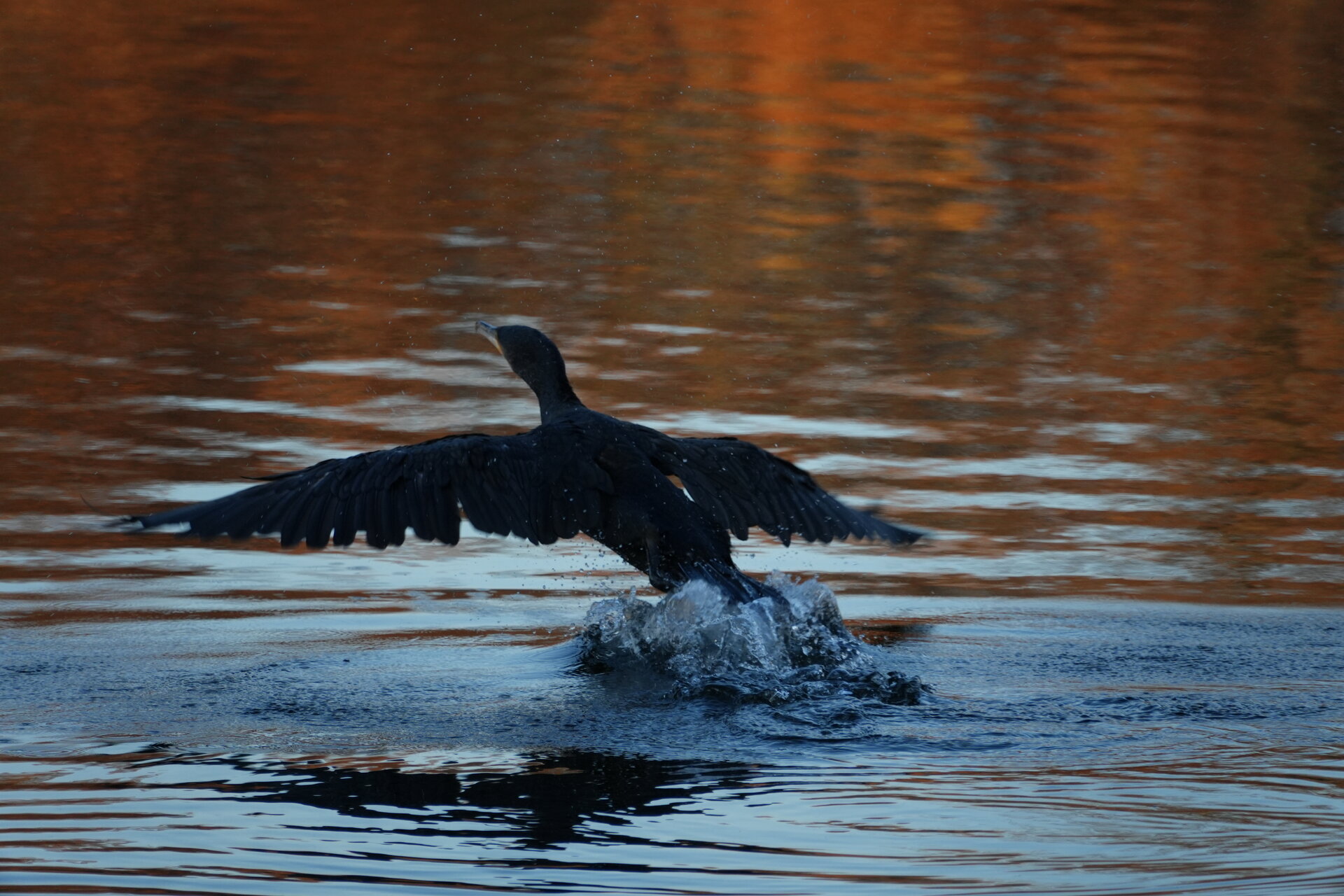 Излитане от Marina Nizamska - marinizam