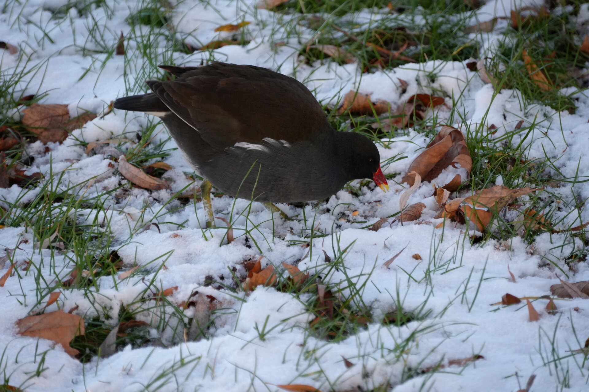 Първи сняг от Marina Nizamska - marinizam