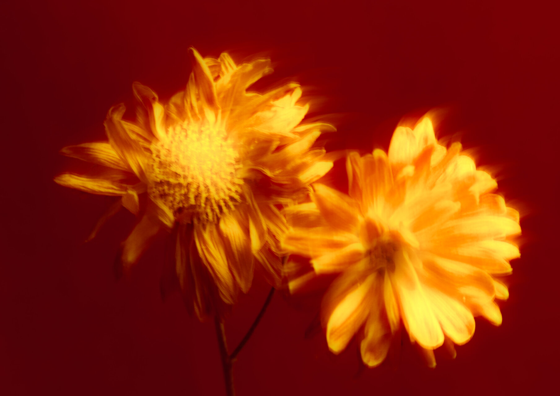 Vanitas in red от Natalia Krisenko - NataliaKrisenko