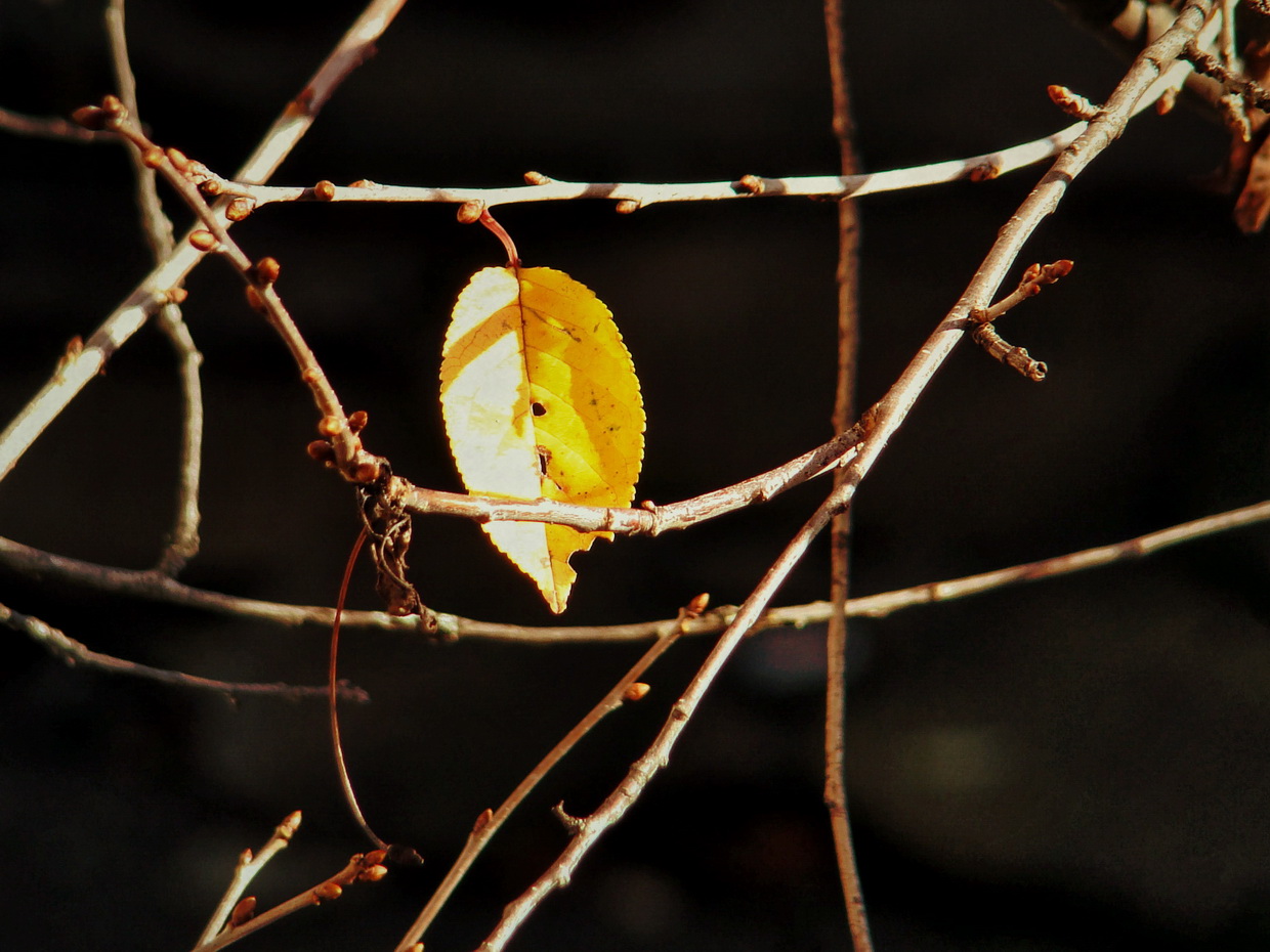 Пленена есен... от Rayna Ivanova - r_iva