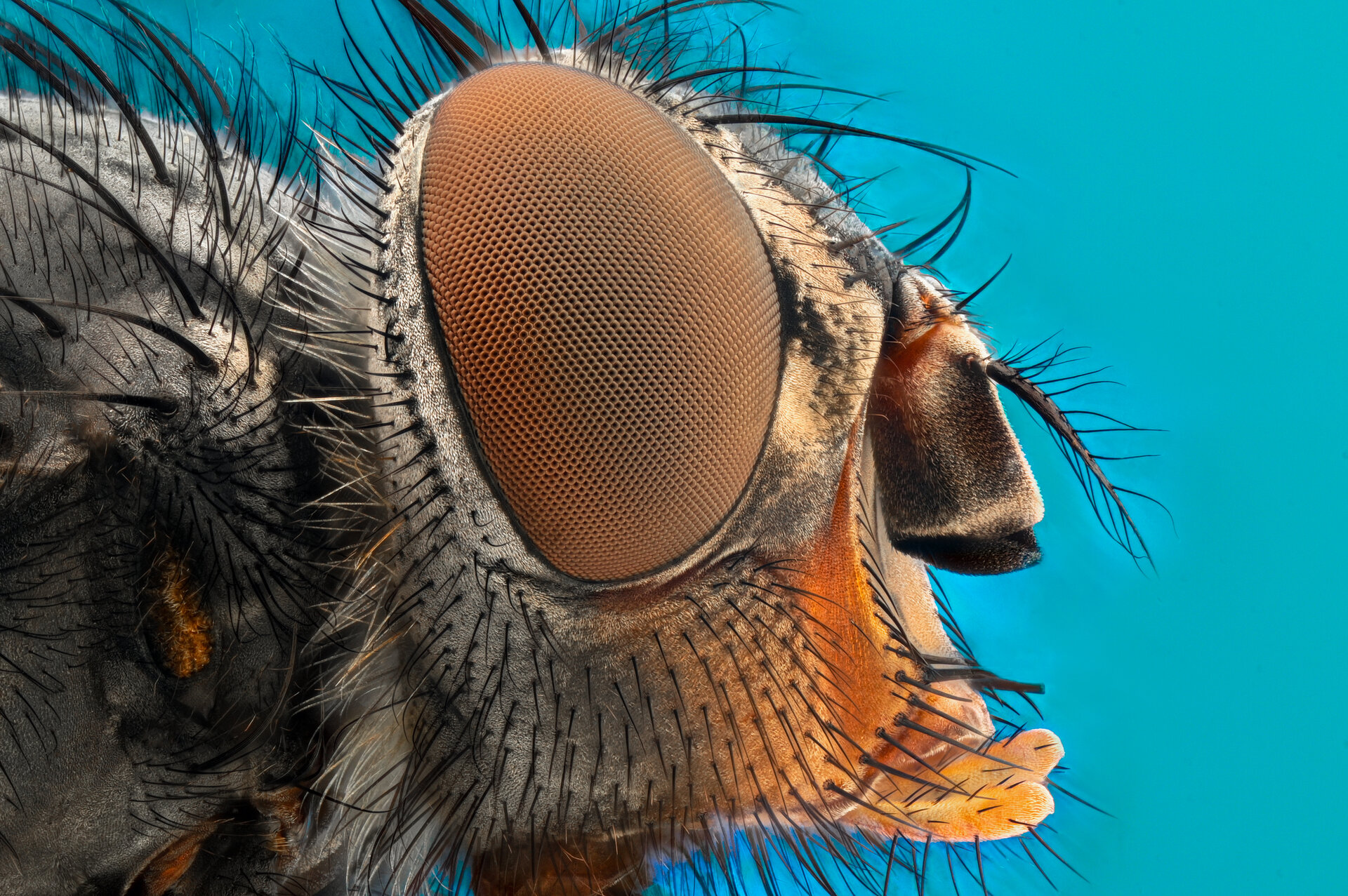  от Tsvetan Ganev - ceclii