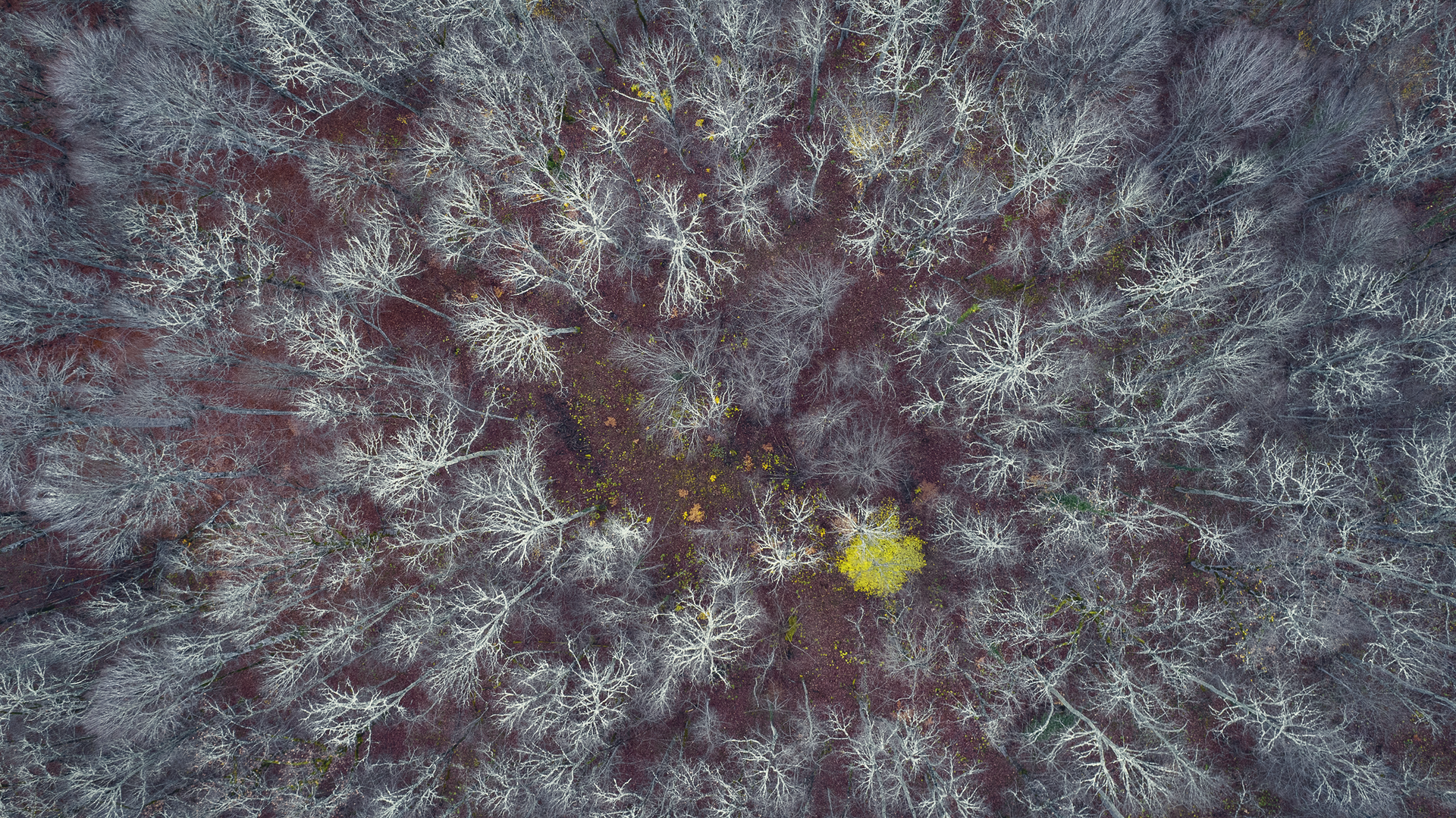 Настръхнала Странджа IV от Tencho Petkov - graphic