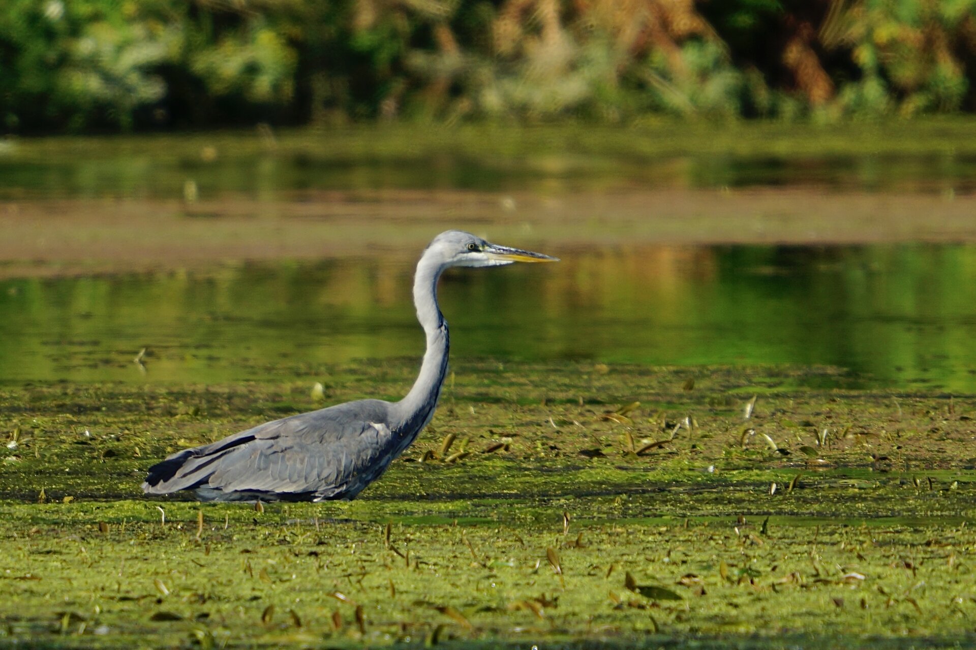 Сива чапла от Stanislav Angelov - Stanimakis