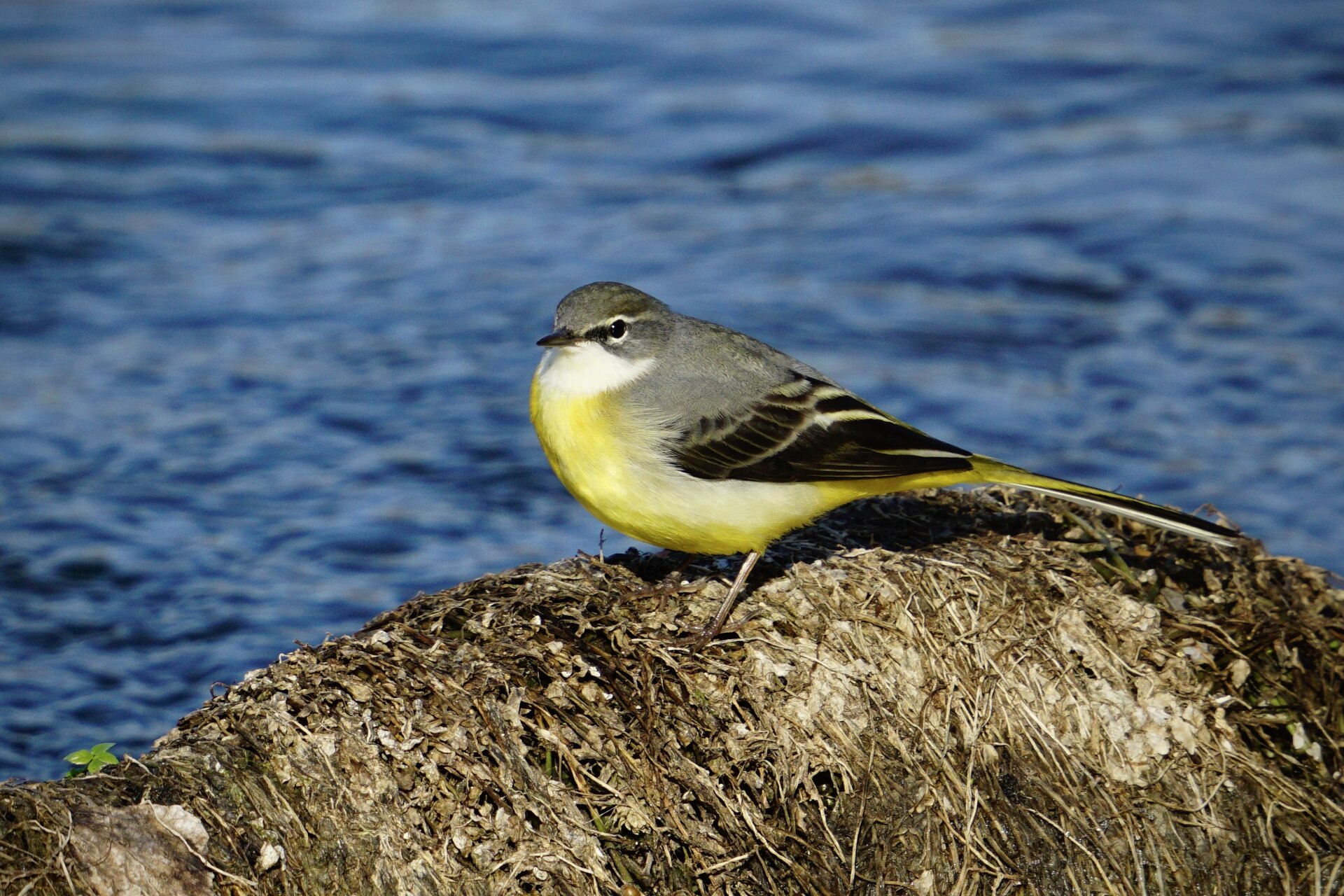 Жълта стърчиопашка от Stanislav Angelov - Stanimakis