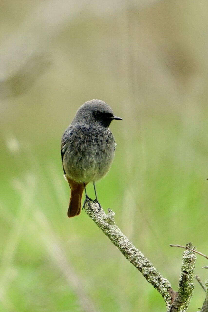 Домашна червеноопашка от Stanislav Angelov - Stanimakis
