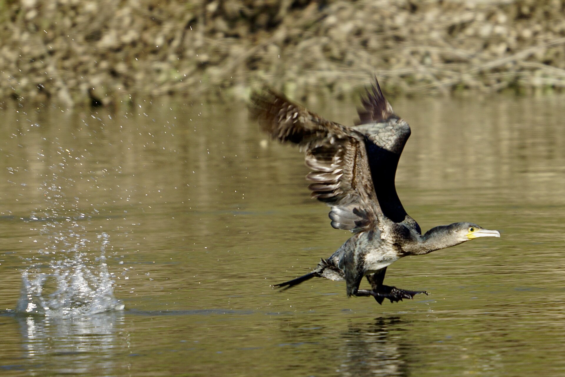 Голям корморан от Stanislav Angelov - Stanimakis