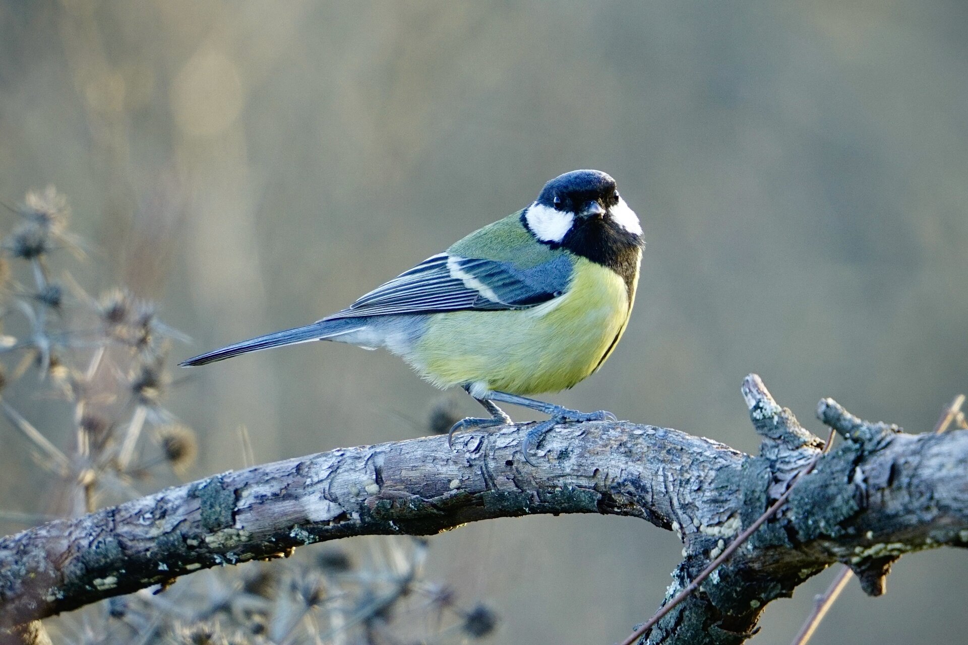 Голям синигер от Stanislav Angelov - Stanimakis