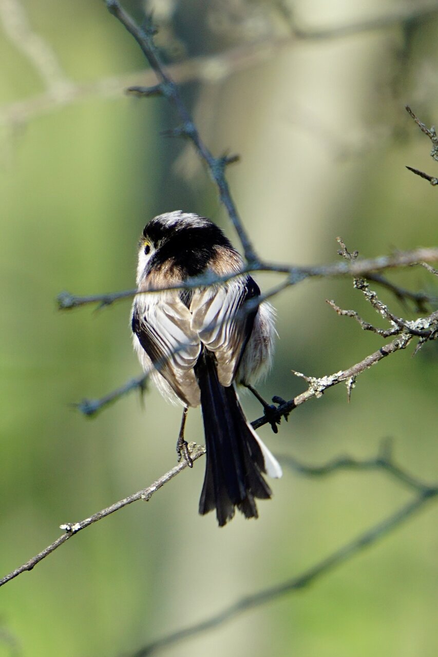 Дългоопашат синигер от Stanislav Angelov - Stanimakis
