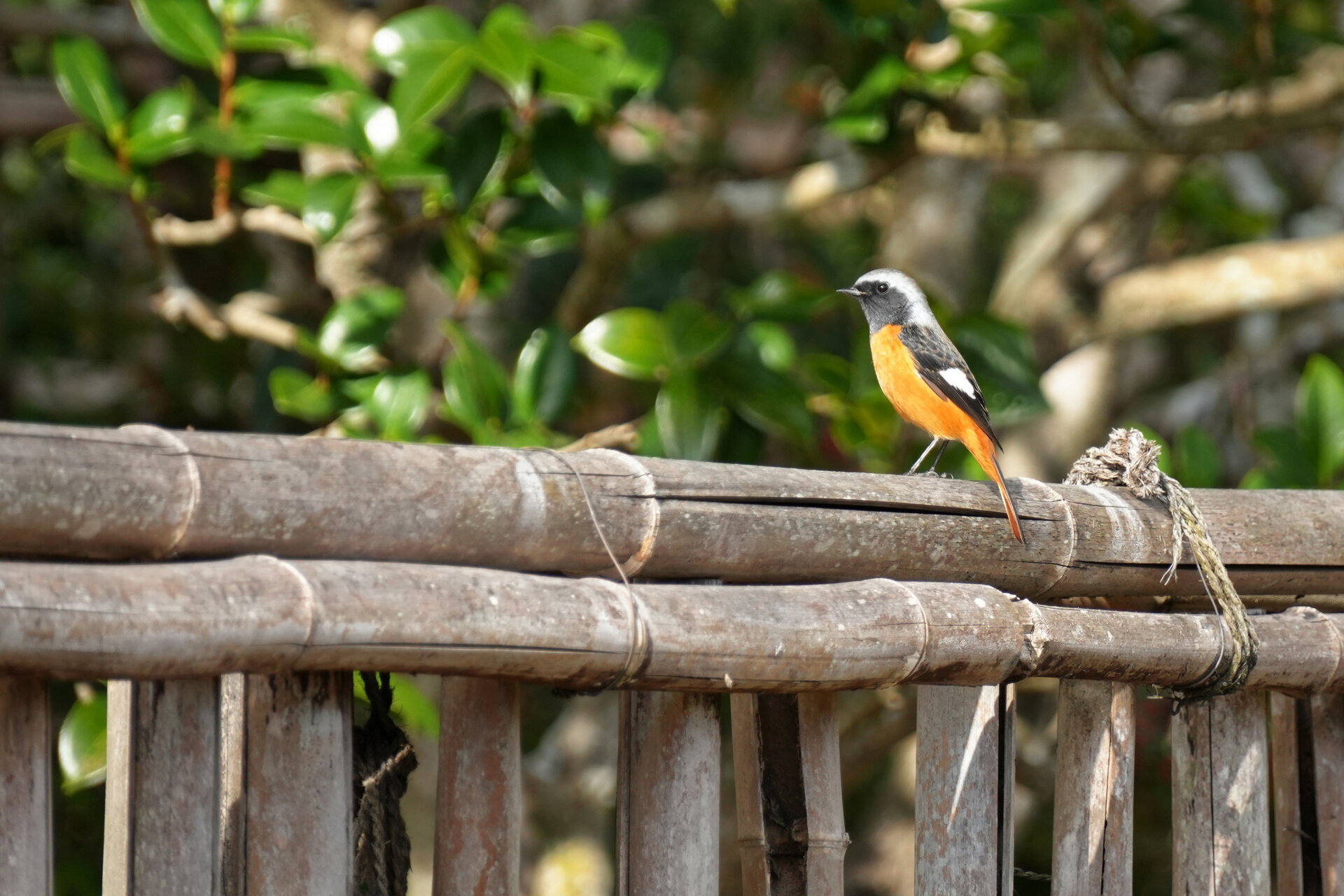 Мъжки японски ръждиво-поясен дребосък (Daurian Redstart, Phoenicurus auroreus) от Marina Nizamska - marinizam