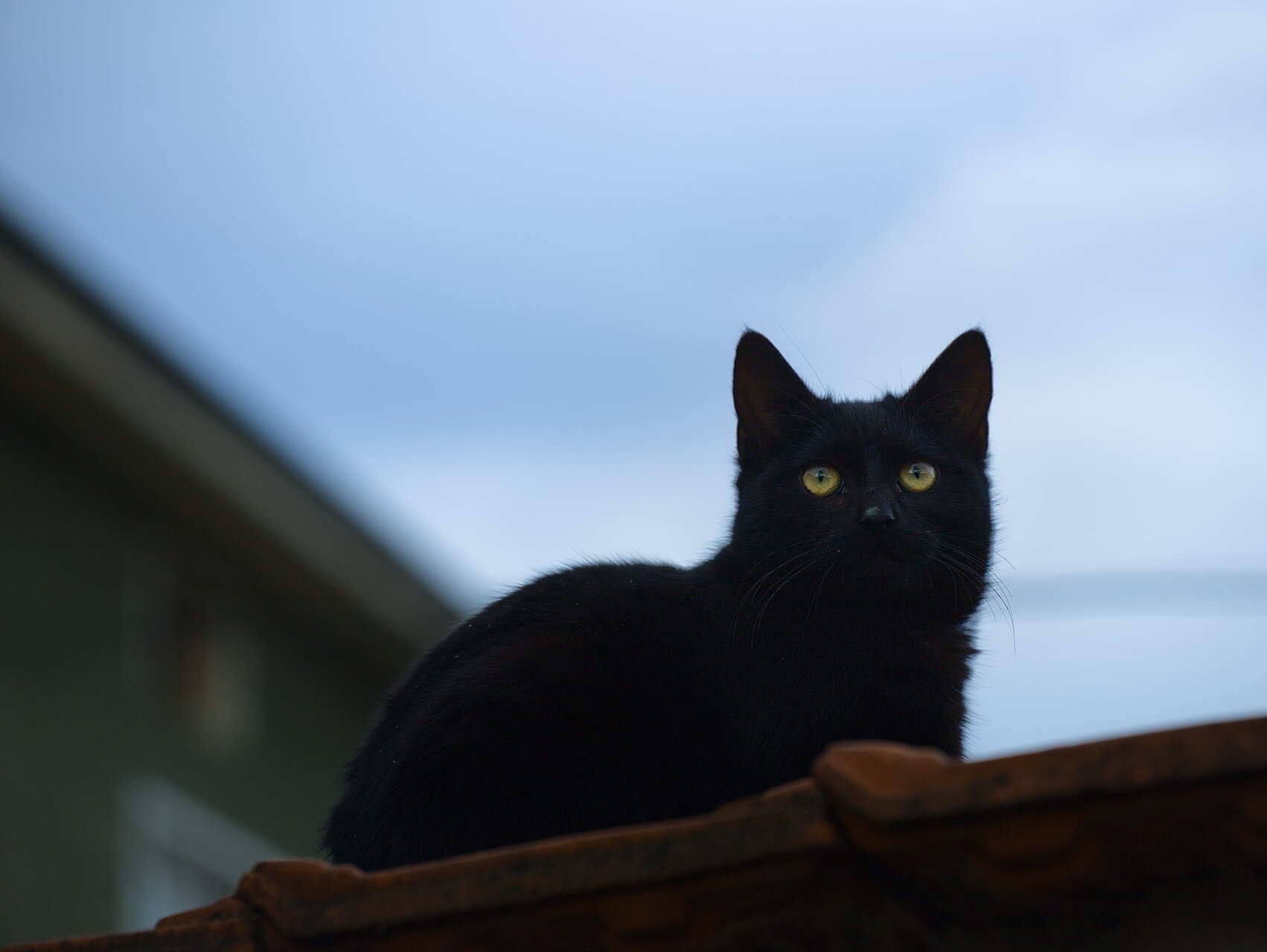 Завръщането на Катюша от Stoqn - fotocrop