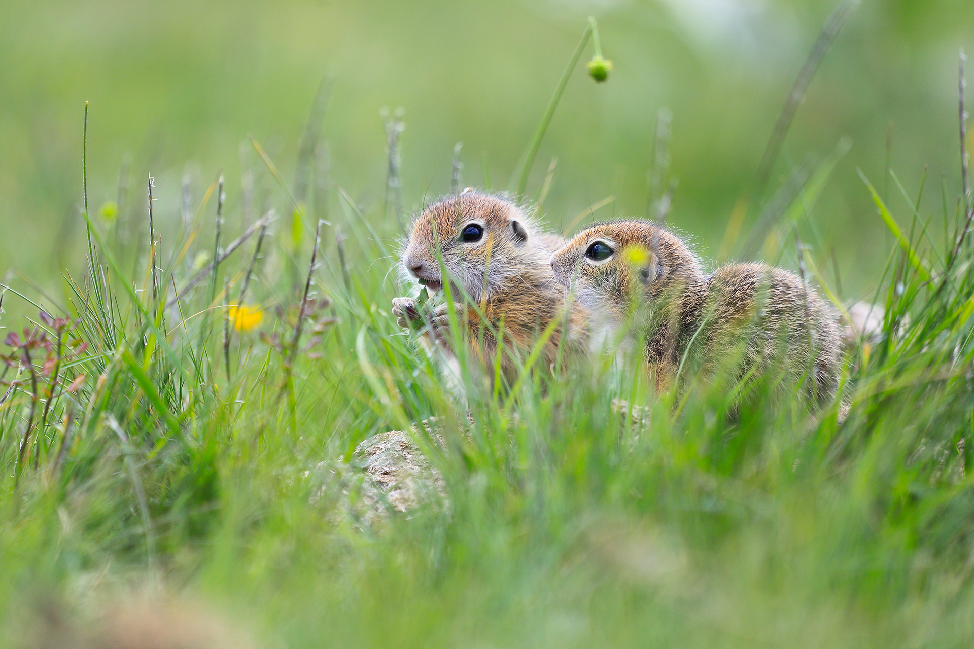 Закуска преди игри от Emiliyan Evdokimov - evdokimov_emo