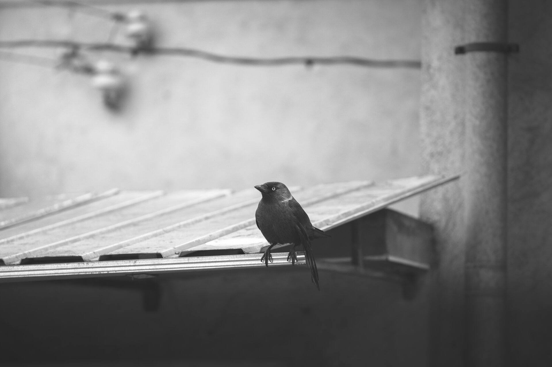 Карнобат от Peter Igrev - Петър_Игрев