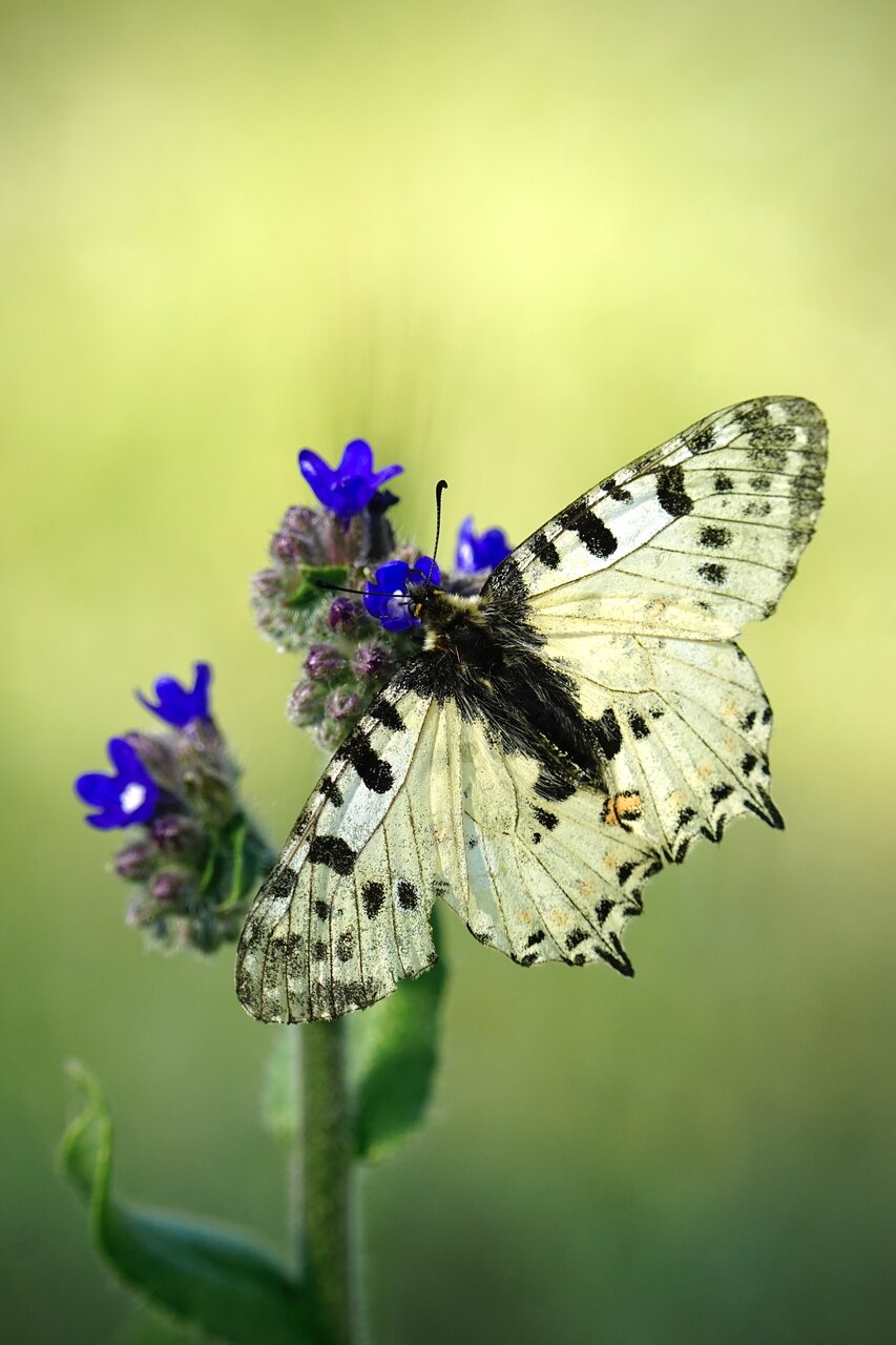 Фердинандова пеперуда от Stanislav Angelov - Stanimakis