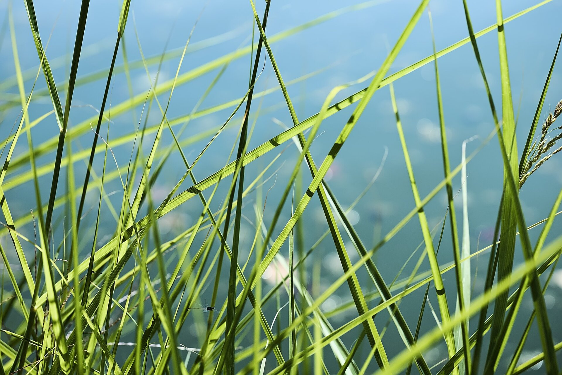Близо до пистата на водните кончета от Stoqn - fotocrop