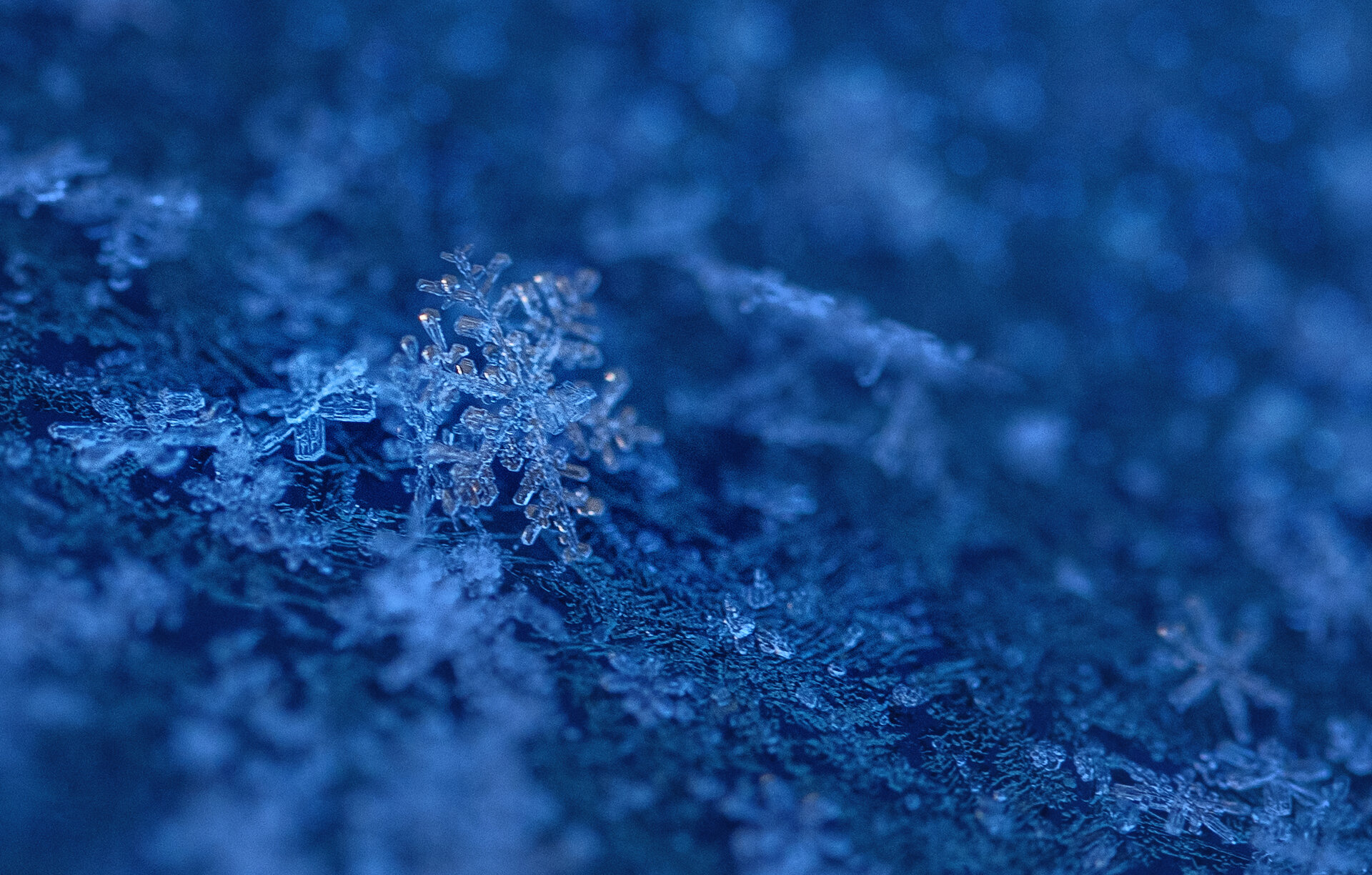 ... от Nikki Georgieva  V E G A N I K - vega_nik