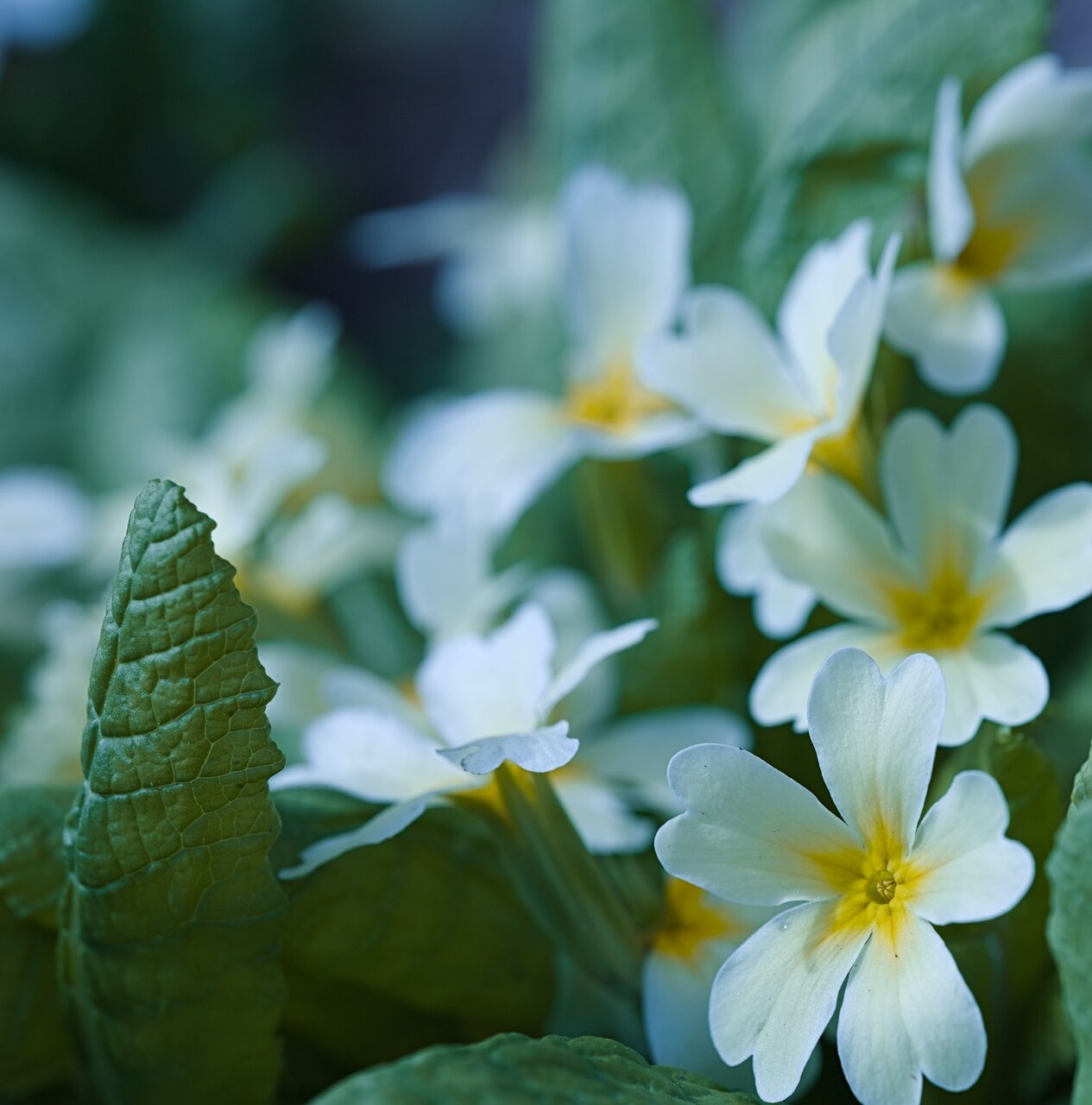 Иглика 1 от Stoqn - fotocrop