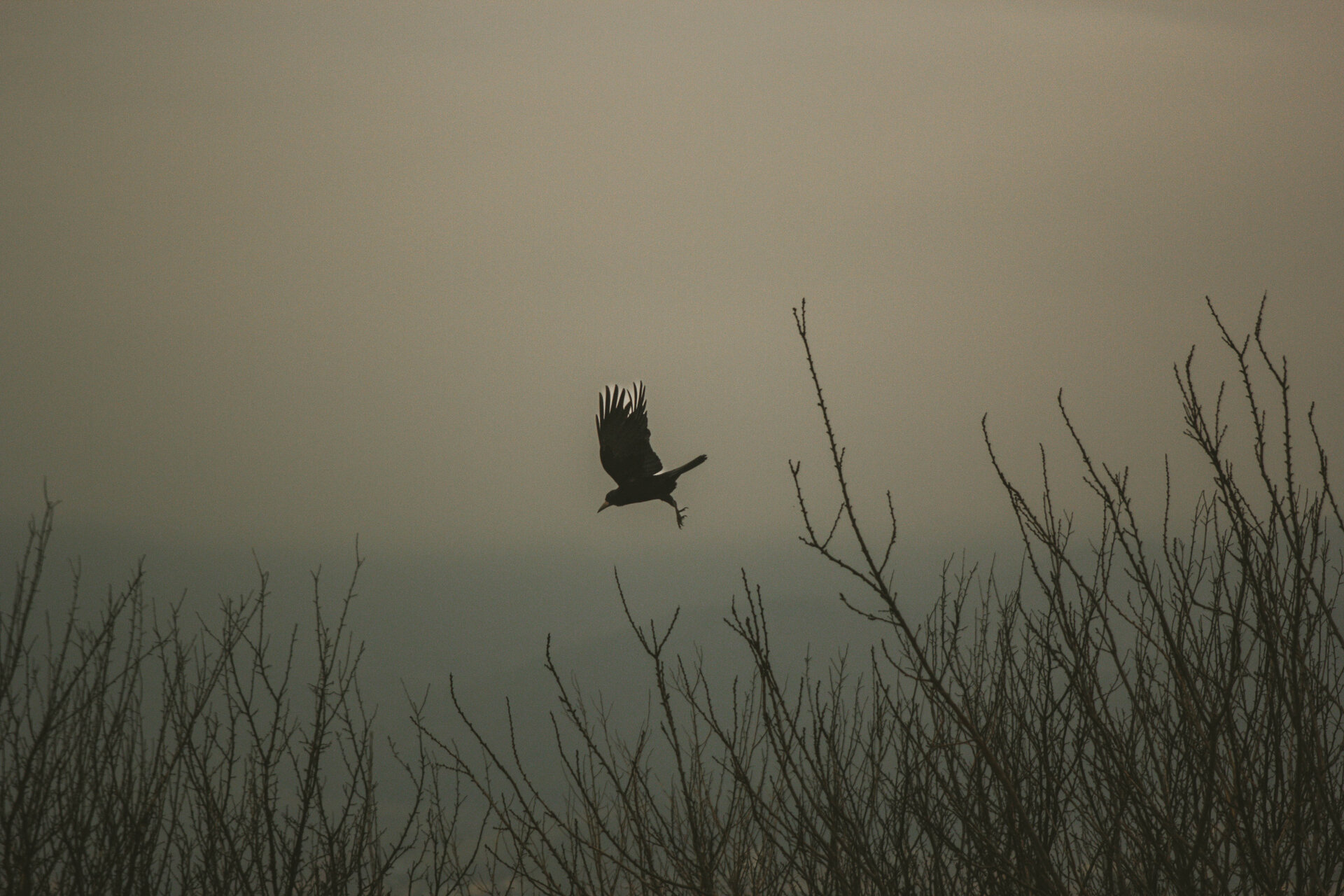 Серия крила от Milko Enchev - M.Enchev