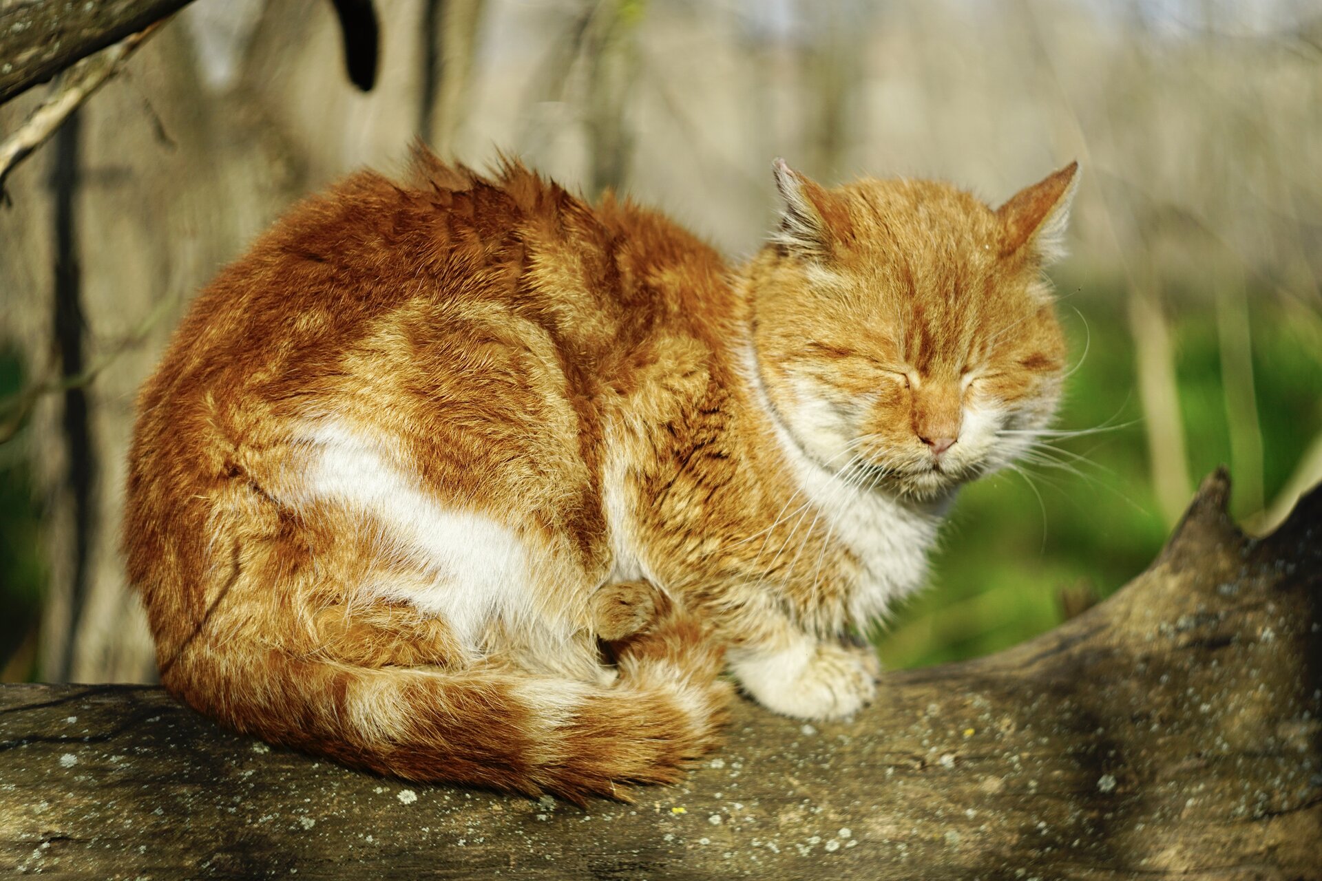 Дива котка от Stanislav Angelov - Stanimakis