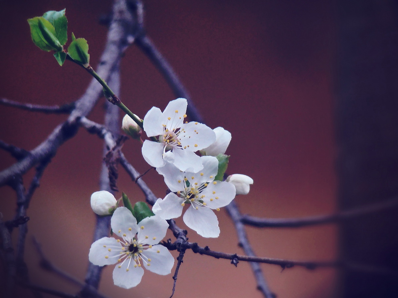 Пролетно от Rayna Ivanova - r_iva