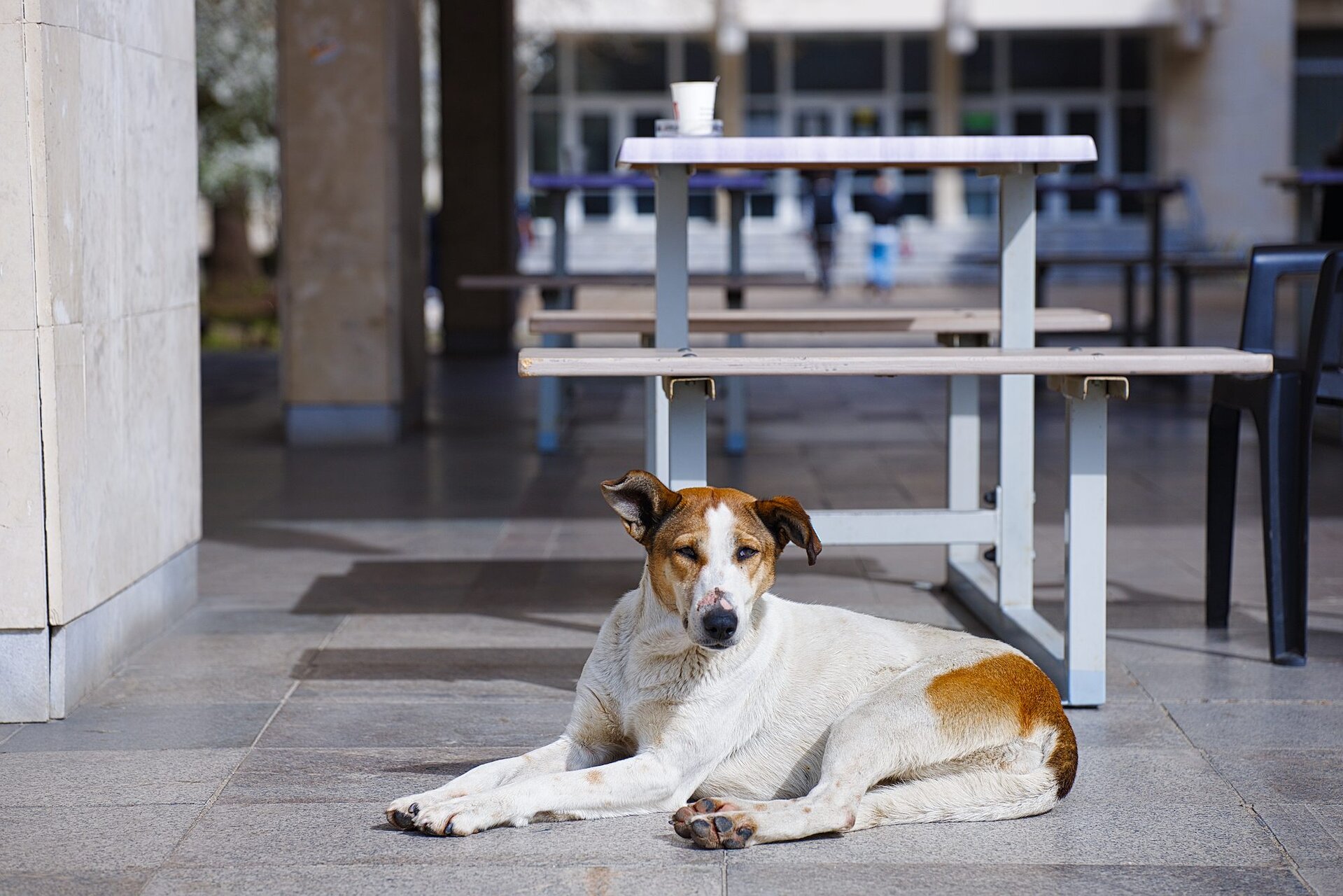 Старото университетско куче от Stoqn - fotocrop