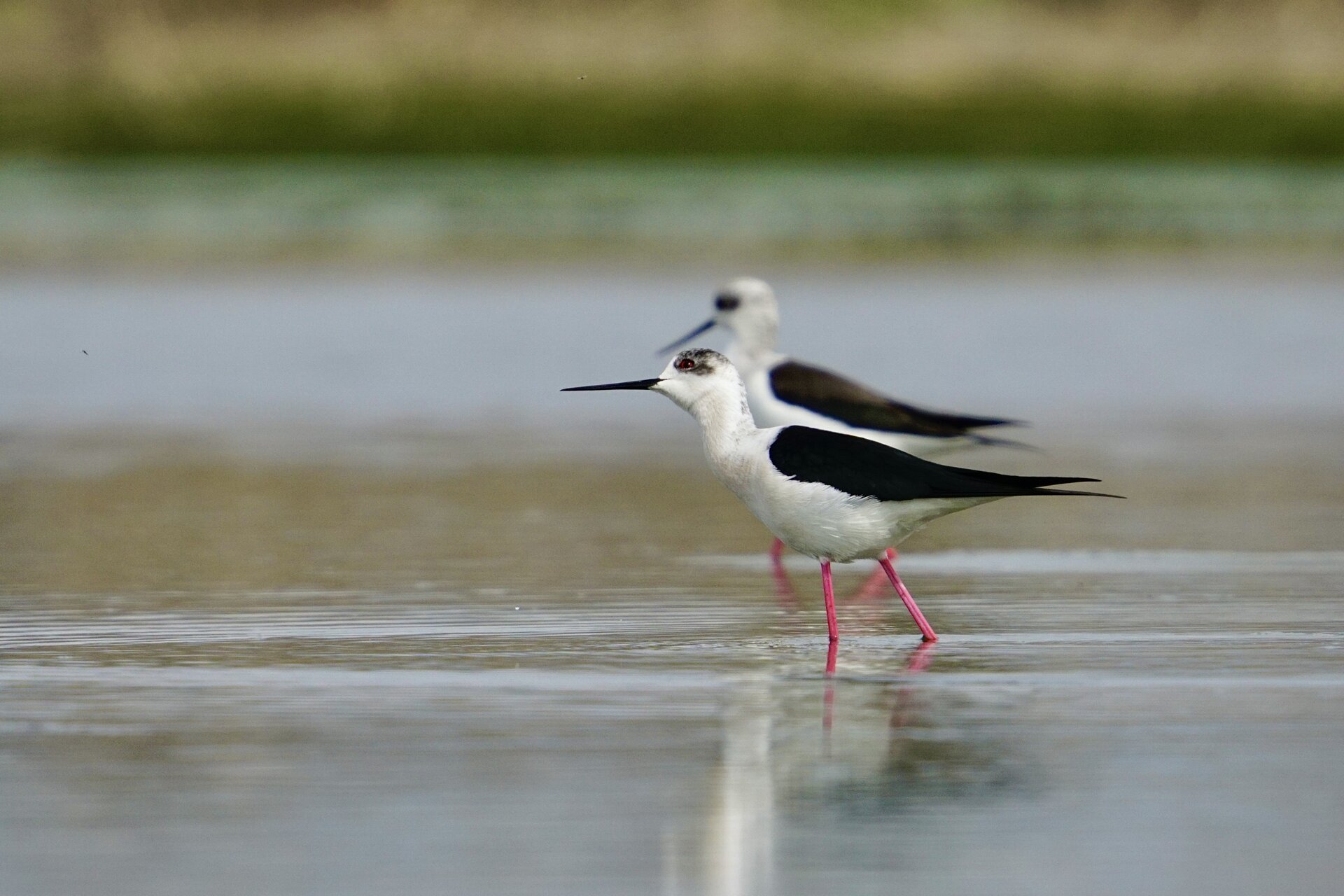 Кокилобегачи