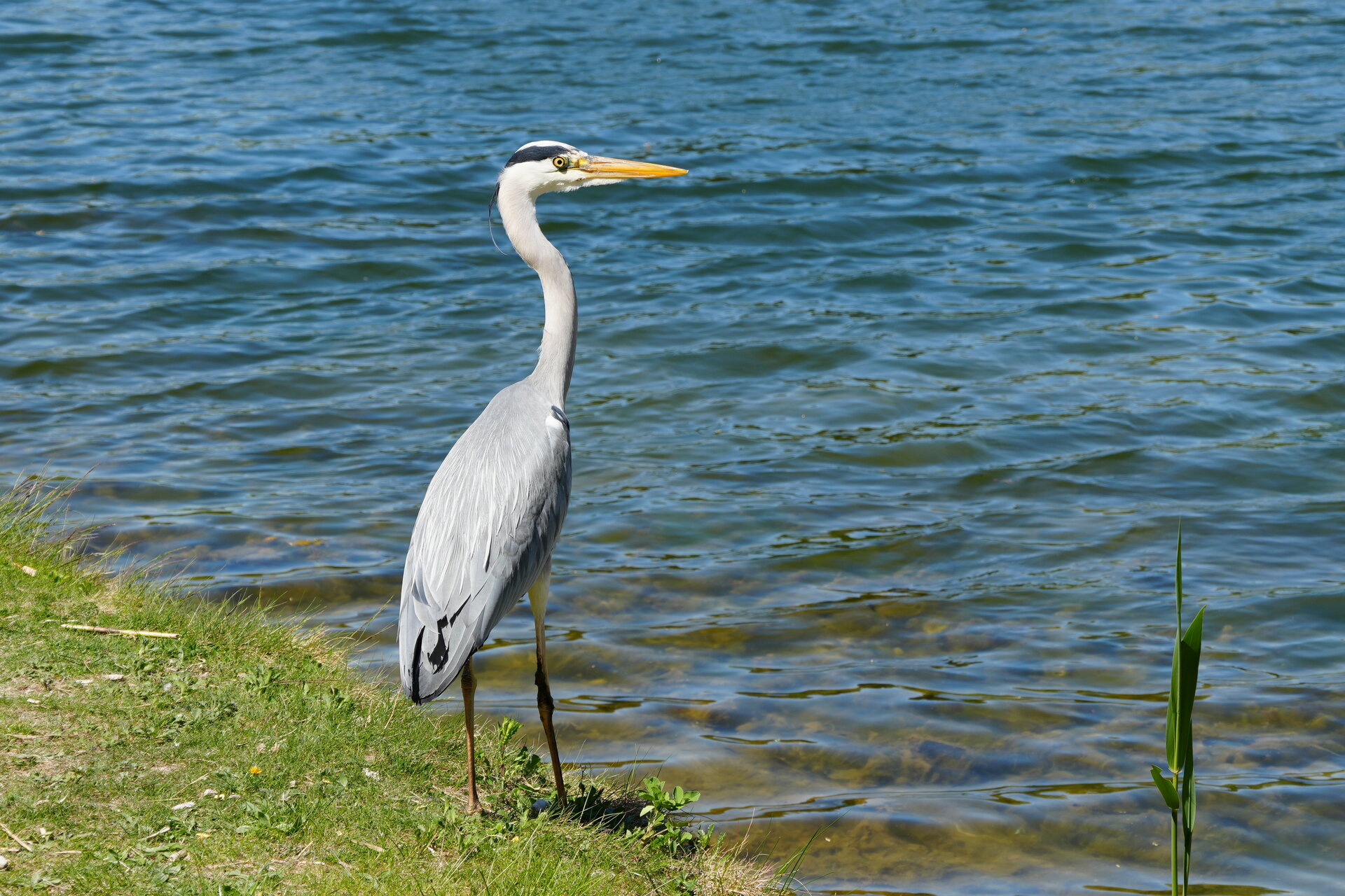 Наблюдение