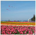 Tulip Valley I ; comments:13