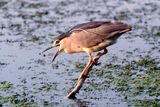 Nycticorax nycticorax ; comments:28