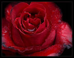Single Red Rose ; Коментари:46