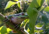 Hyla arborea -2 ; comments:9