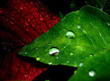 leaf after rain ; comments:6