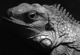 Iguana ; Коментари:5