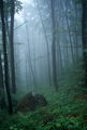 Мъгла в гората ; comments:16