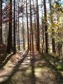 Vitosha autumn (Shadow wood) ; comments:6