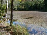 Vitosha autumn (Boyana lake) ; comments:11